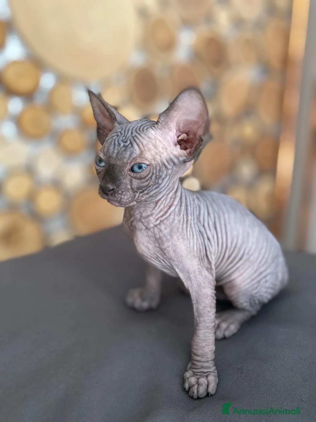 Sphynx gatti in vendita: Cuccioli Sphynks  - Annuncio 39