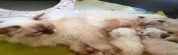 Ragdoll gatti in vendita: Cuccioli di ragdoll  - Annuncio 4