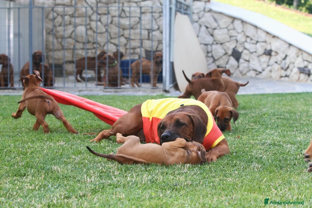 Immagine della galleria {{count}}