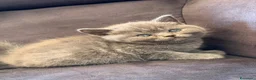 Scottish gatti in vendita: British Scottish - Annuncio 3