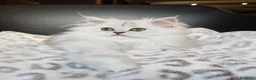 Persiano gatti in vendita: Gattini Persiani Chinchillà  - Annuncio 5