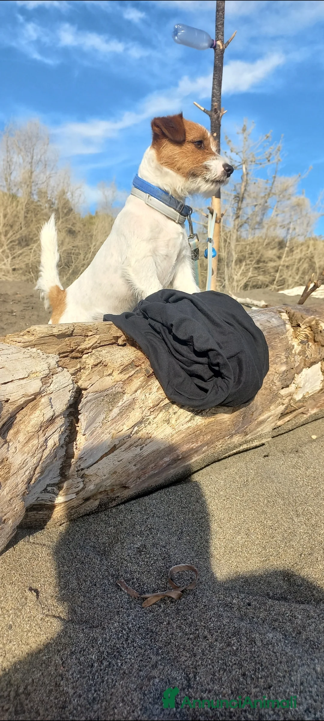 Jack Russell cani per accoppiamento: Stallone Jack Russell con pedigree   - Annuncio 4