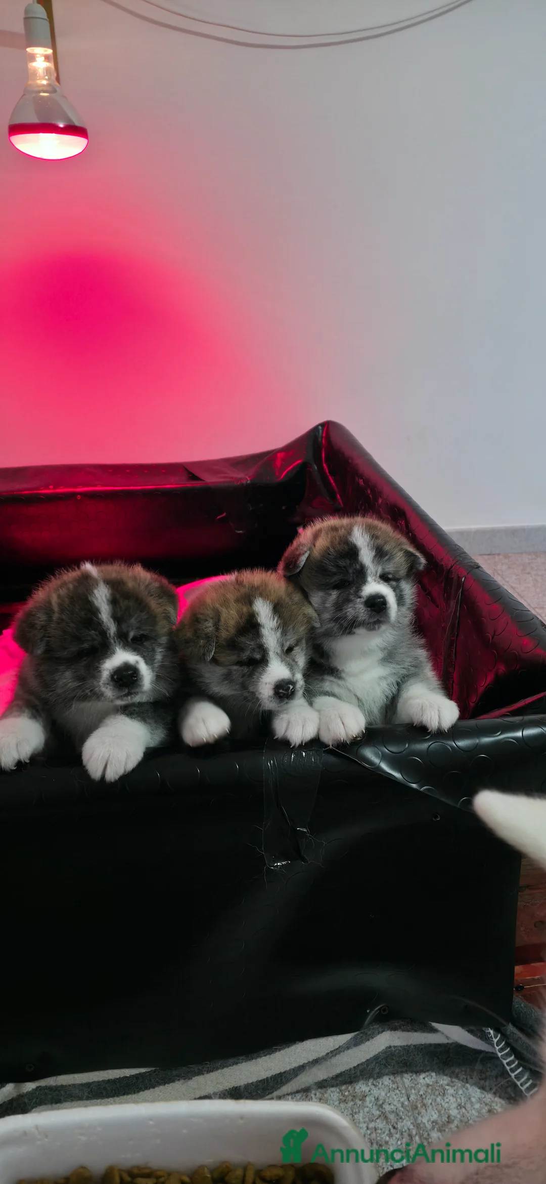 Akita Inu cani in vendita: Vendesi cuccioli Akita Inu ALTA GENEALOGIA  - Annuncio 7