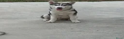 Husky cani in vendita: Husky di 4mesi - Annuncio 3
