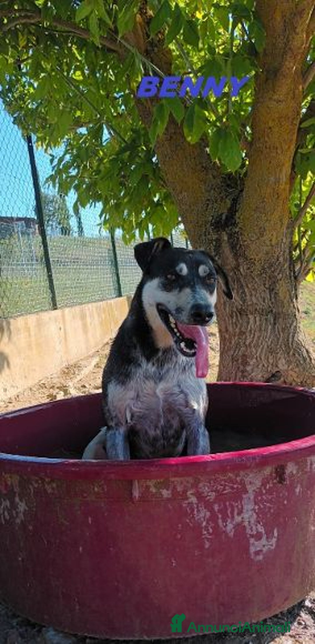 Meticcio cani in regalo: BENNY bel timidino, ama giocare con le palline - Annuncio 5