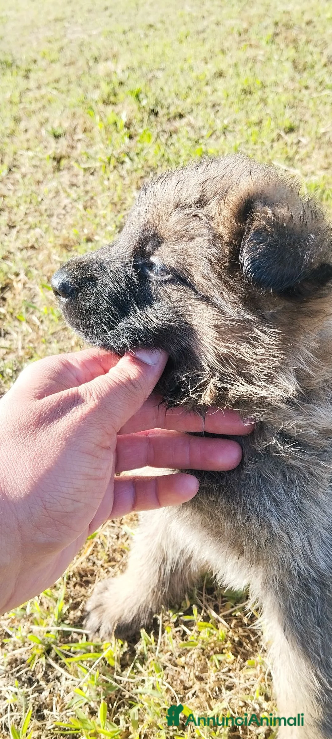 Pastore Tedesco cani in vendita: Pastore tedesco  - Annuncio 1