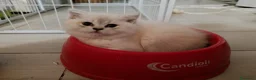 British gatti in vendita: British shorthair cuccioli - Annuncio 4