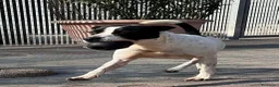Meticcio cani in regalo: BLACK GENTILCANE - Annuncio 7