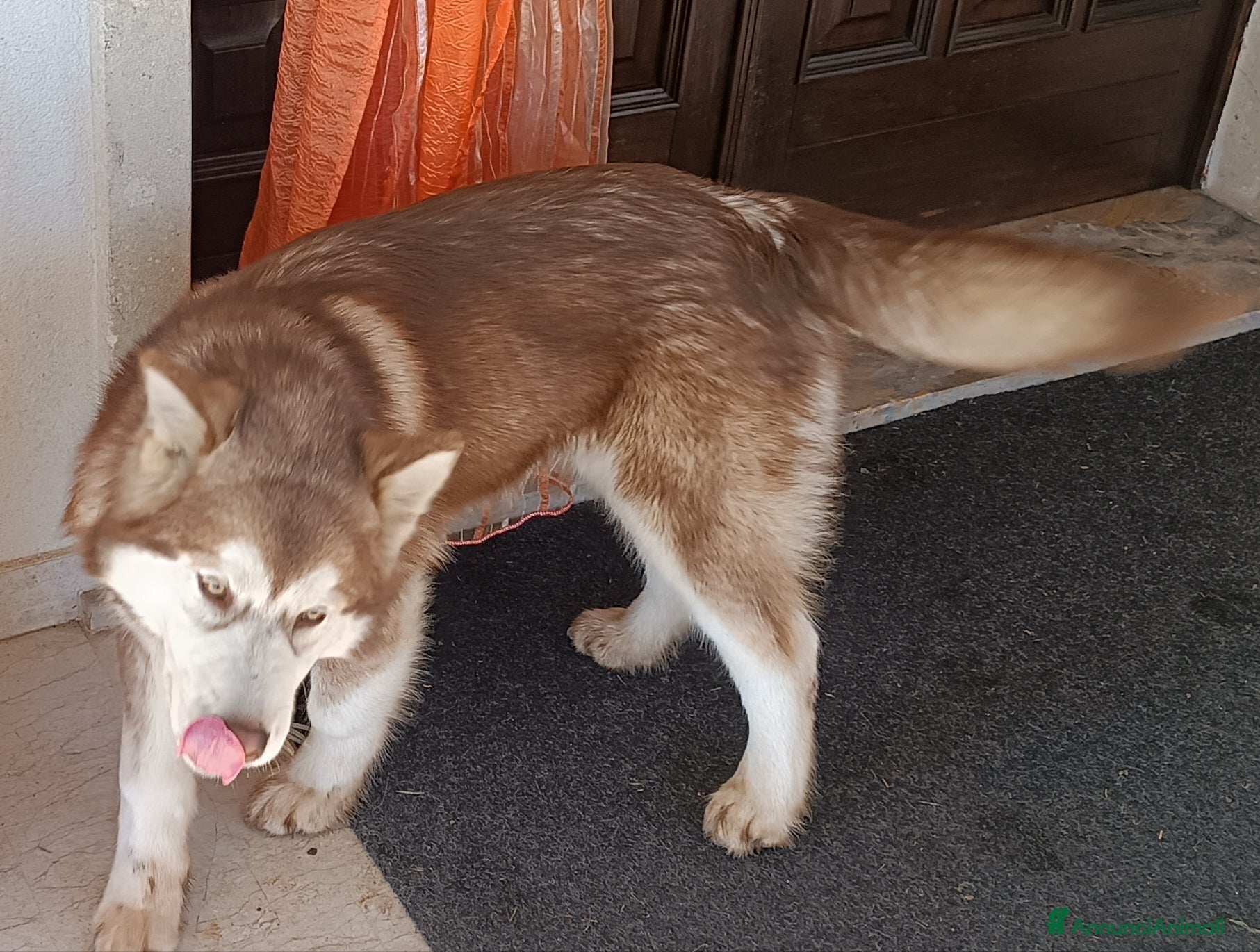 Alaskan Malamute cani Cucciola Alaska malumut  - Annuncio 2