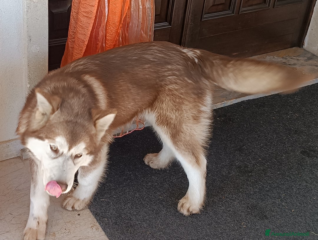 Alaskan Malamute cani in vendita: Cucciola Alaska malumut  - Annuncio 2