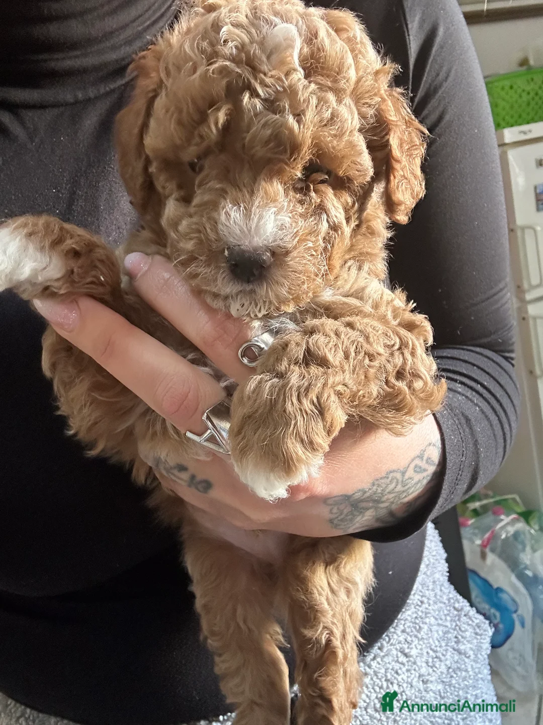 Barboncino Toy cani in vendita: Barboncini toy - Annuncio 10