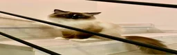 Ragdoll gatti in vendita: Ragdoll gatta adulta con Pedigree  - Annuncio 2