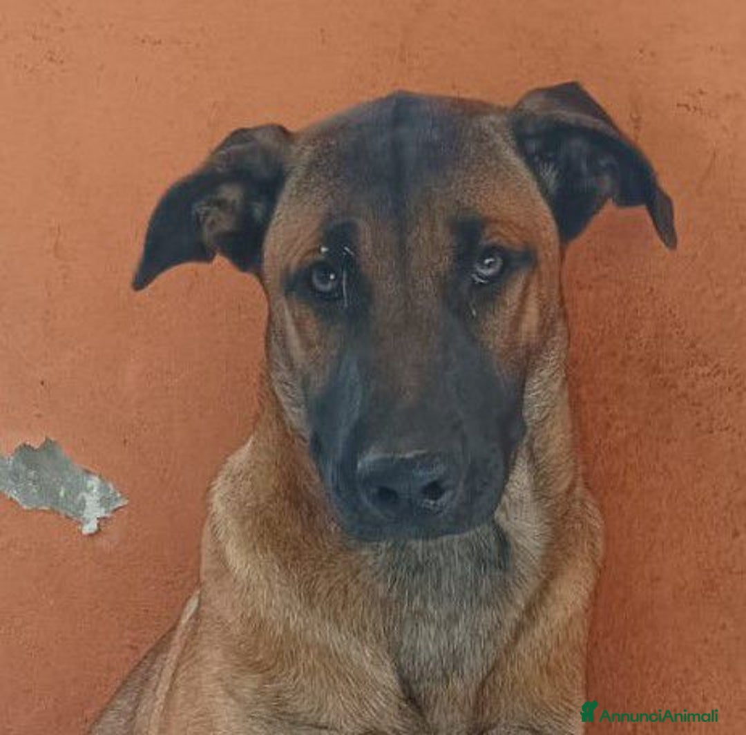 Pastore Tedesco cani in regalo: Kuba dal carattere solare - Annuncio 4