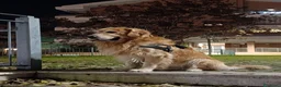 Golden Retriever cani per accoppiamento: Golden retriever per accoppiamento  - Annuncio 10