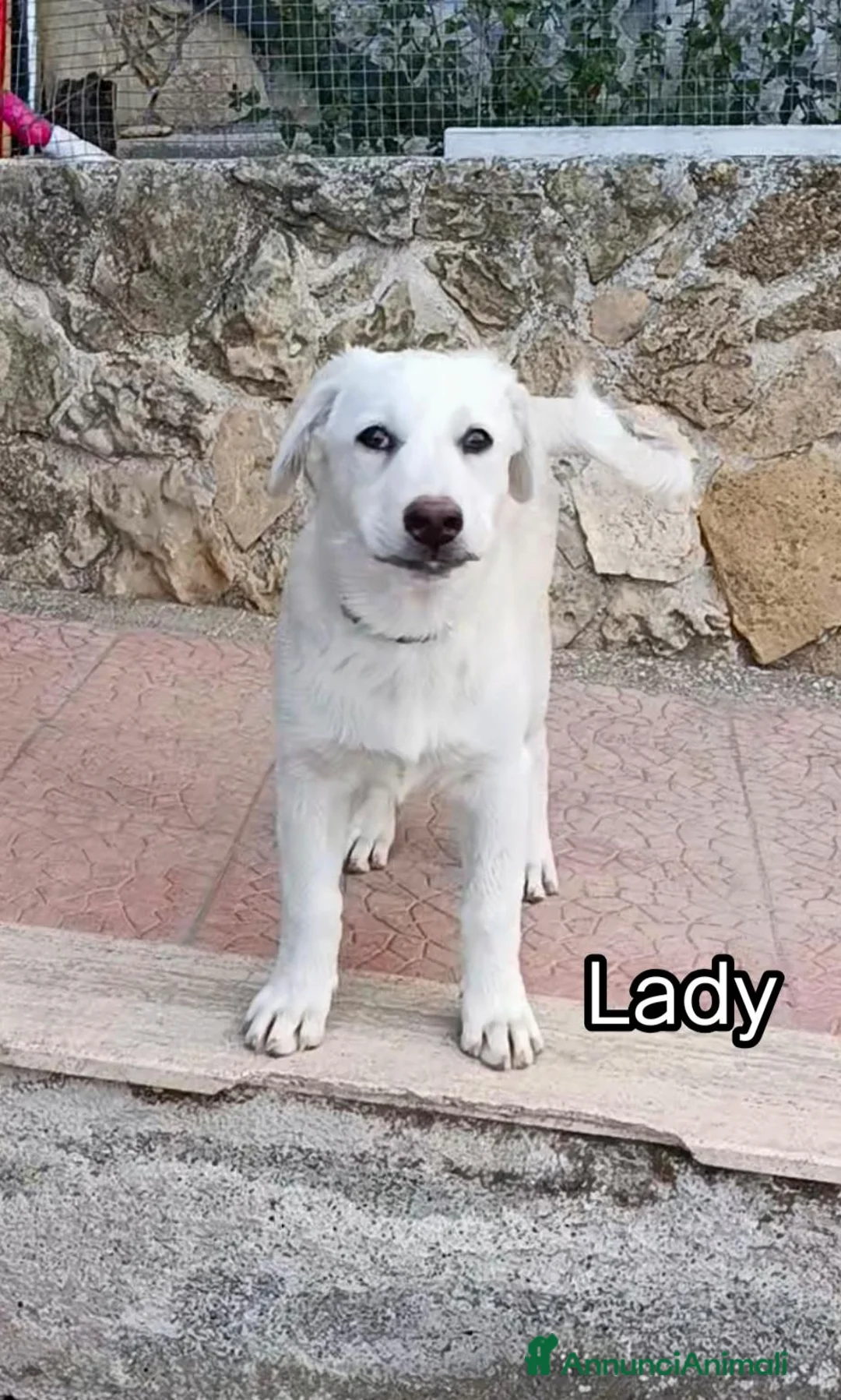 Meticcio cani in regalo: Cucciola di 3 mesi  - Annuncio 2