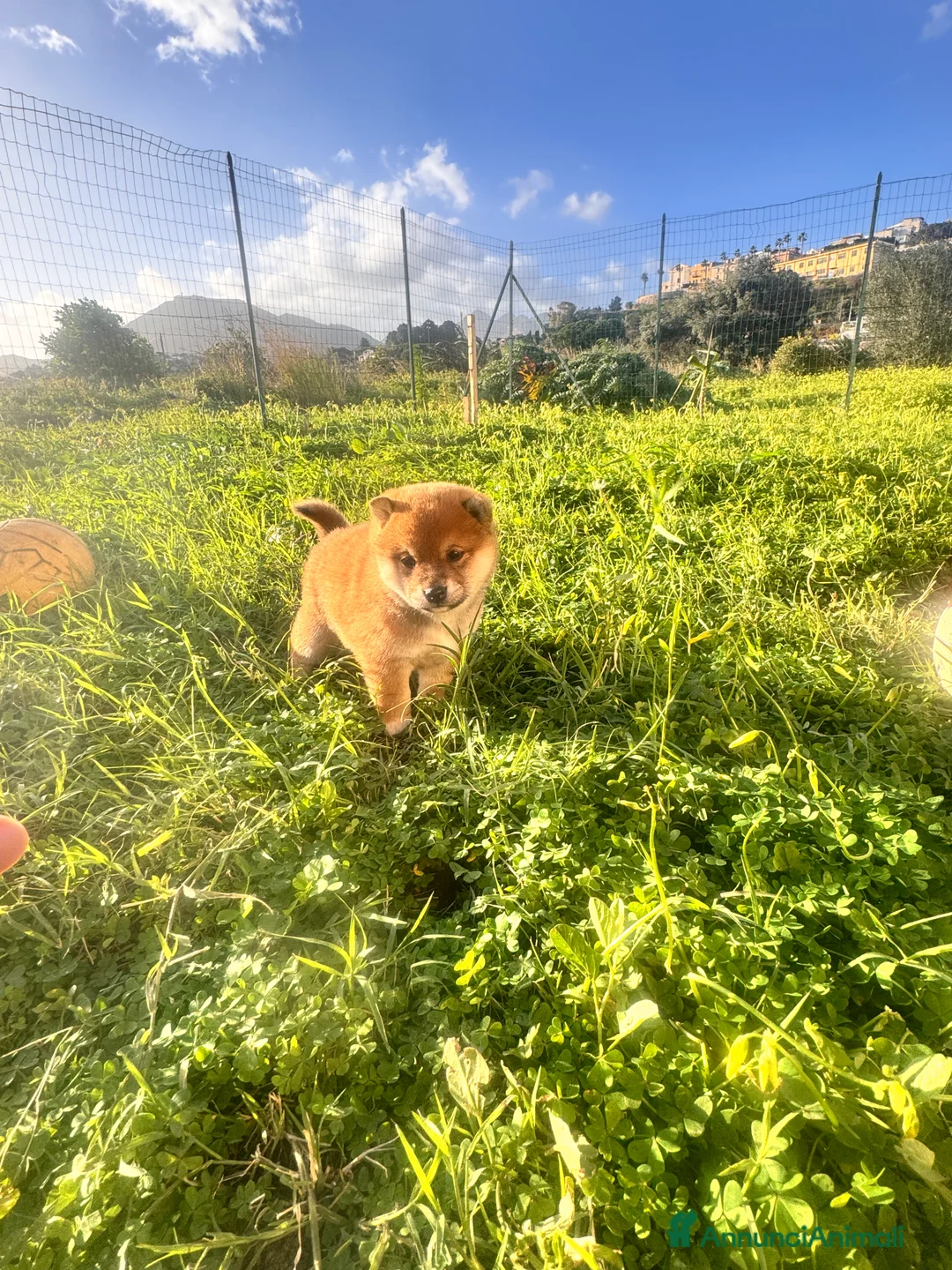Shiba Inu cani in vendita: Shiba inu con pedigree  - Annuncio 6