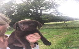 Labrador cani in regalo: Labrador cuccioli di due mesi - Immagine 6