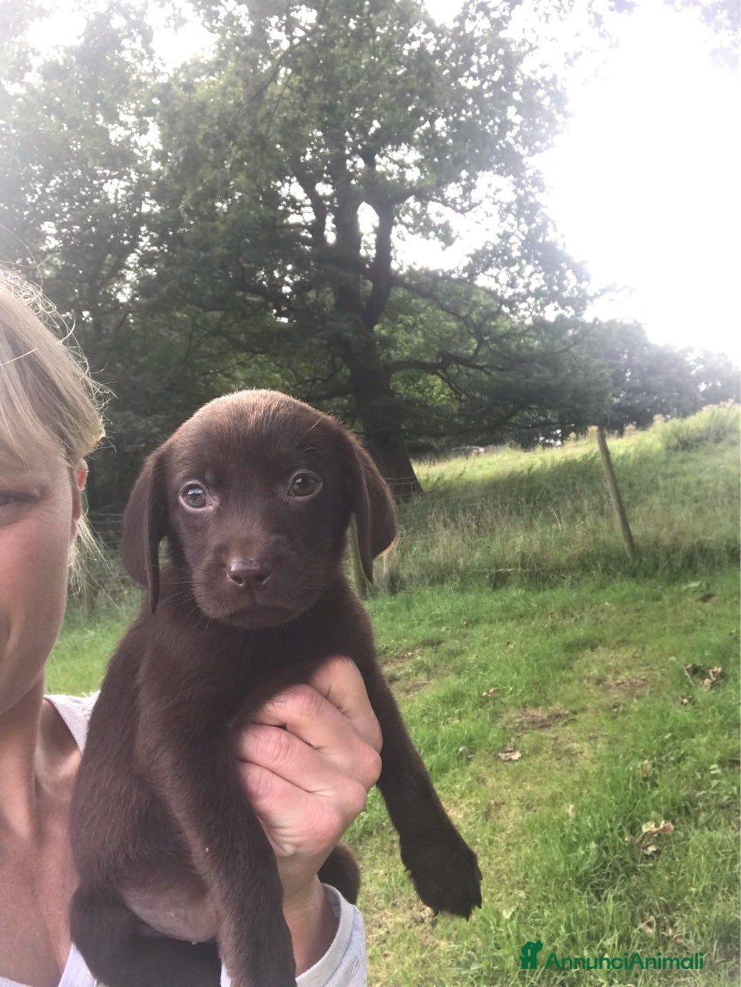 Labrador cani in regalo: Labrador cuccioli di due mesi - Immagine 6