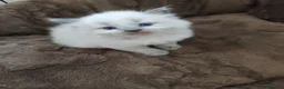 Ragdoll gatti in vendita: Maschietto Ragdoll  - Annuncio 6