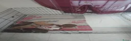 Pitbull cani in vendita: American Pitbull  UKC Terrier Red Nouse - Annuncio 3
