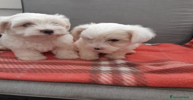Maltese cani a Provincia di Padova - Annuncio 6