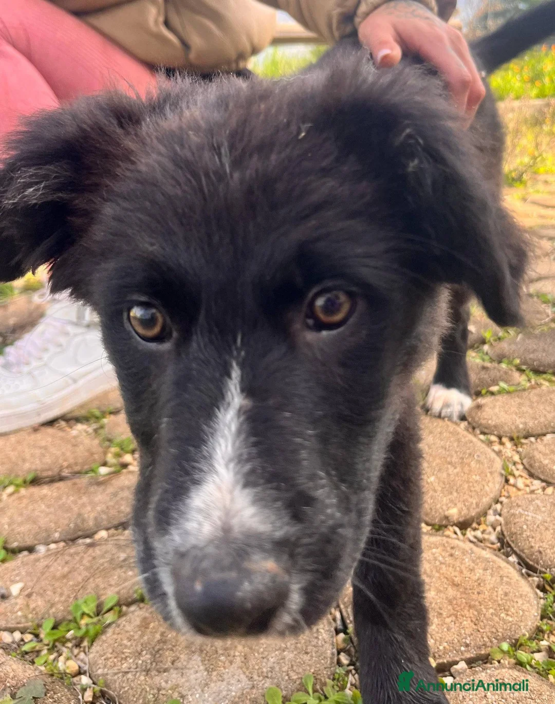 Meticcio cani in regalo: Cuccioli irresistibili in adozione - Annuncio 15