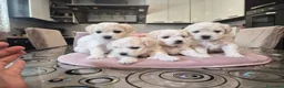 Maltese cani in vendita: Cuccioli maltesi femmine pelo riccio  - Annuncio 4