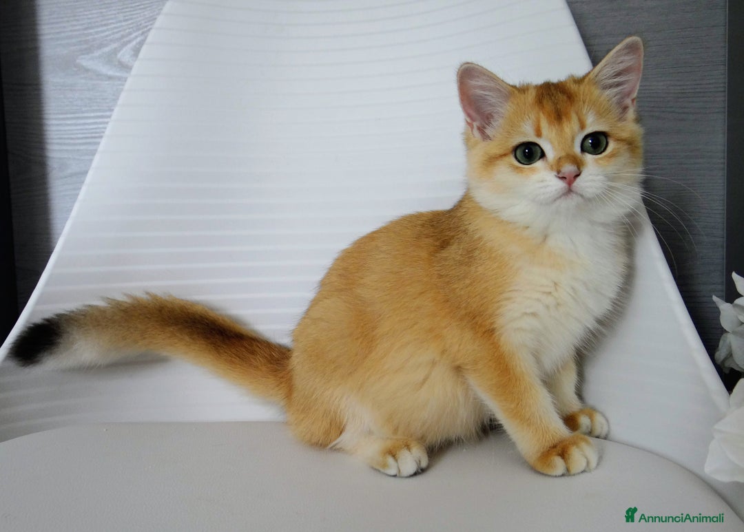 British gatti in vendita: BRITISH GOLDEN SHORTHAIR  - Immagine 8