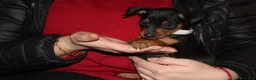 Pinscher Miniatura cani in vendita: Pinscher nano  - Annuncio 16