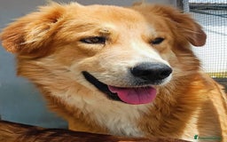 Golden Retriever cani in regalo: AXL ROSE derivato golden cerca casa a Provincia di Latina - Immagine 4