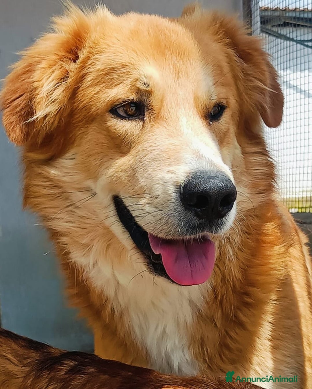 Golden Retriever cani in regalo: AXL ROSE derivato golden cerca casa a Provincia di Latina - Immagine 4