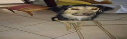 Pastore Tedesco cani in regalo: Ciao a tutti da Remì!Splendido Simil pastore (CT) - Annuncio 10