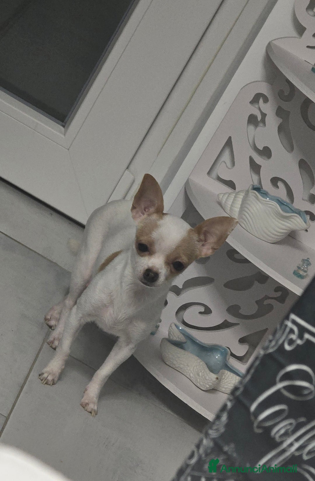 Chihuahua cani in vendita: Cuccioli di chihuahua - Annuncio 1