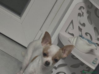 Chihuahua cani Cuccioli di chihuahua - Annuncio 1