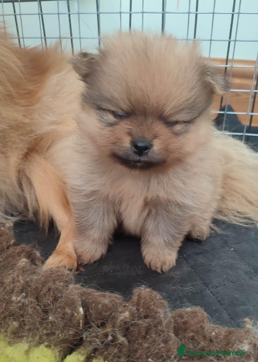 Volpino Pomerania cani in vendita: Cuccioli di Pomerania - Annuncio 18