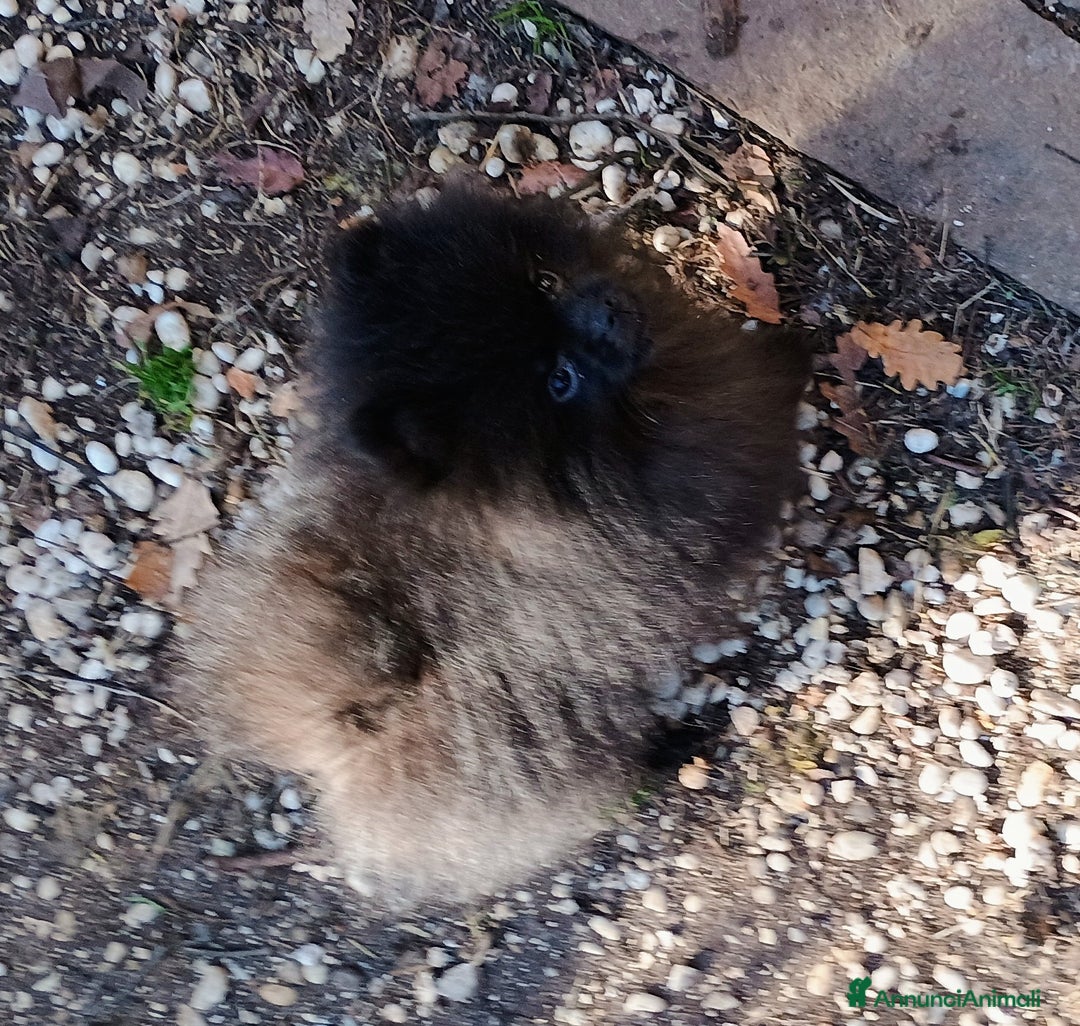 Volpino Pomerania cani in vendita: Volpino di Pomerania - Annuncio 3