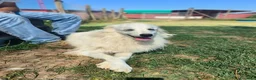 Meticcio cani in regalo: Shira, elegante e fiera - Annuncio 6