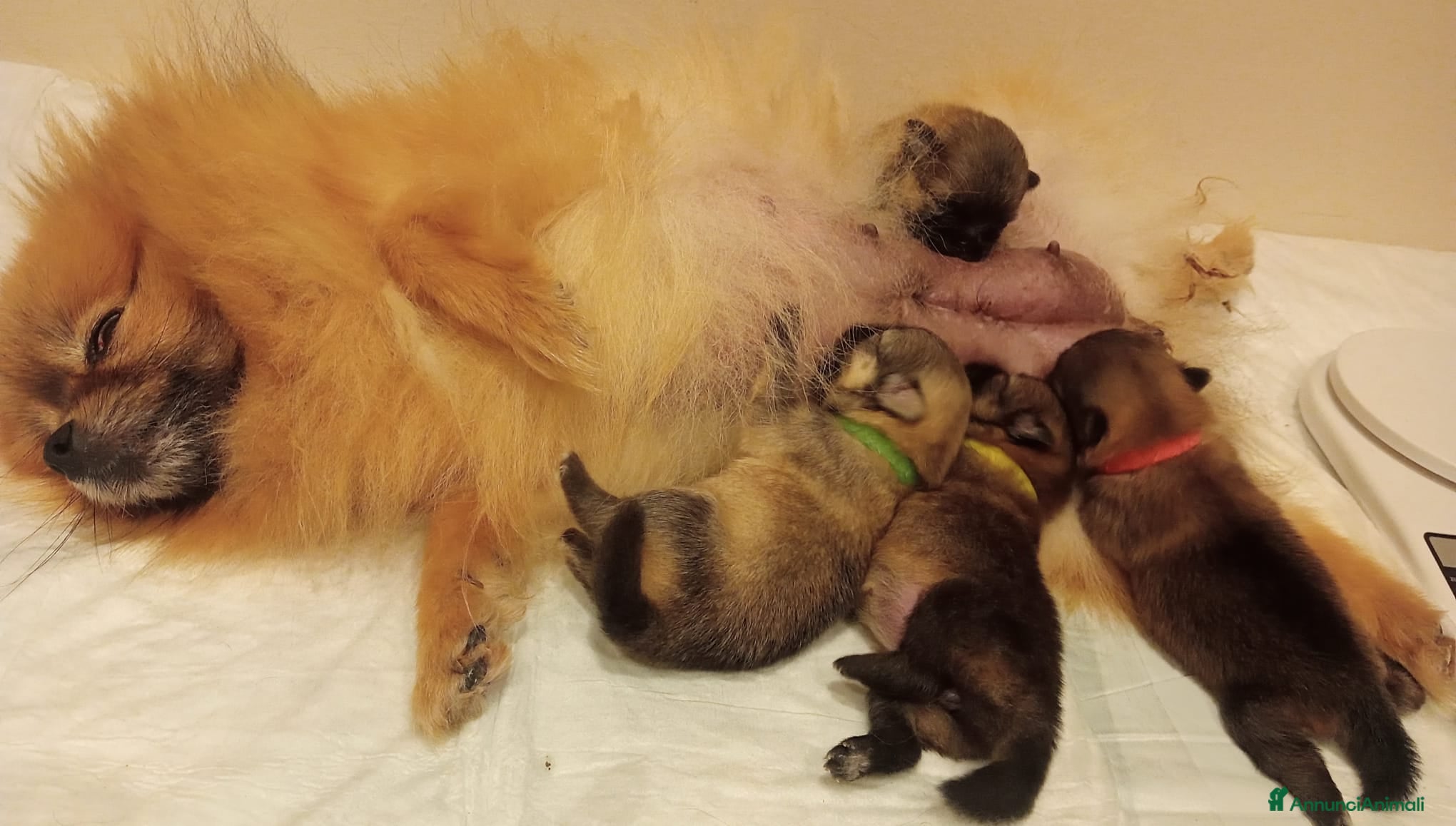 Spitz cani Disponibili cuccioli di Spitz  - Annuncio 7