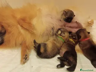 Spitz cani Disponibili cuccioli di Spitz - Annuncio 7