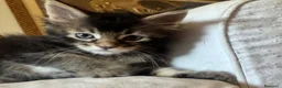 Maine Coon gatti in vendita: MAINE COON SHADED PREGIATI cuccioli  - Annuncio 3
