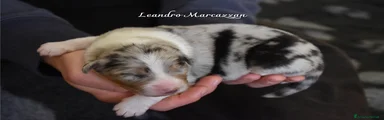 Australian Shepherd Cucciolo 5