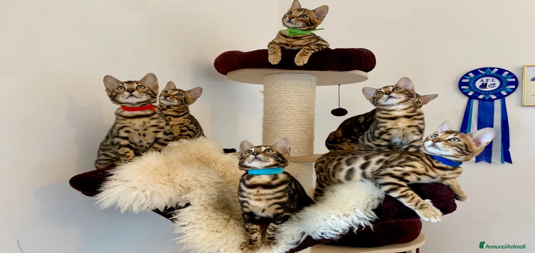 Immagine della galleria {{count}}