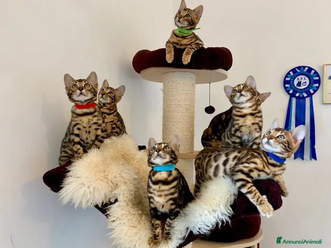 Immagine della galleria {{count}}