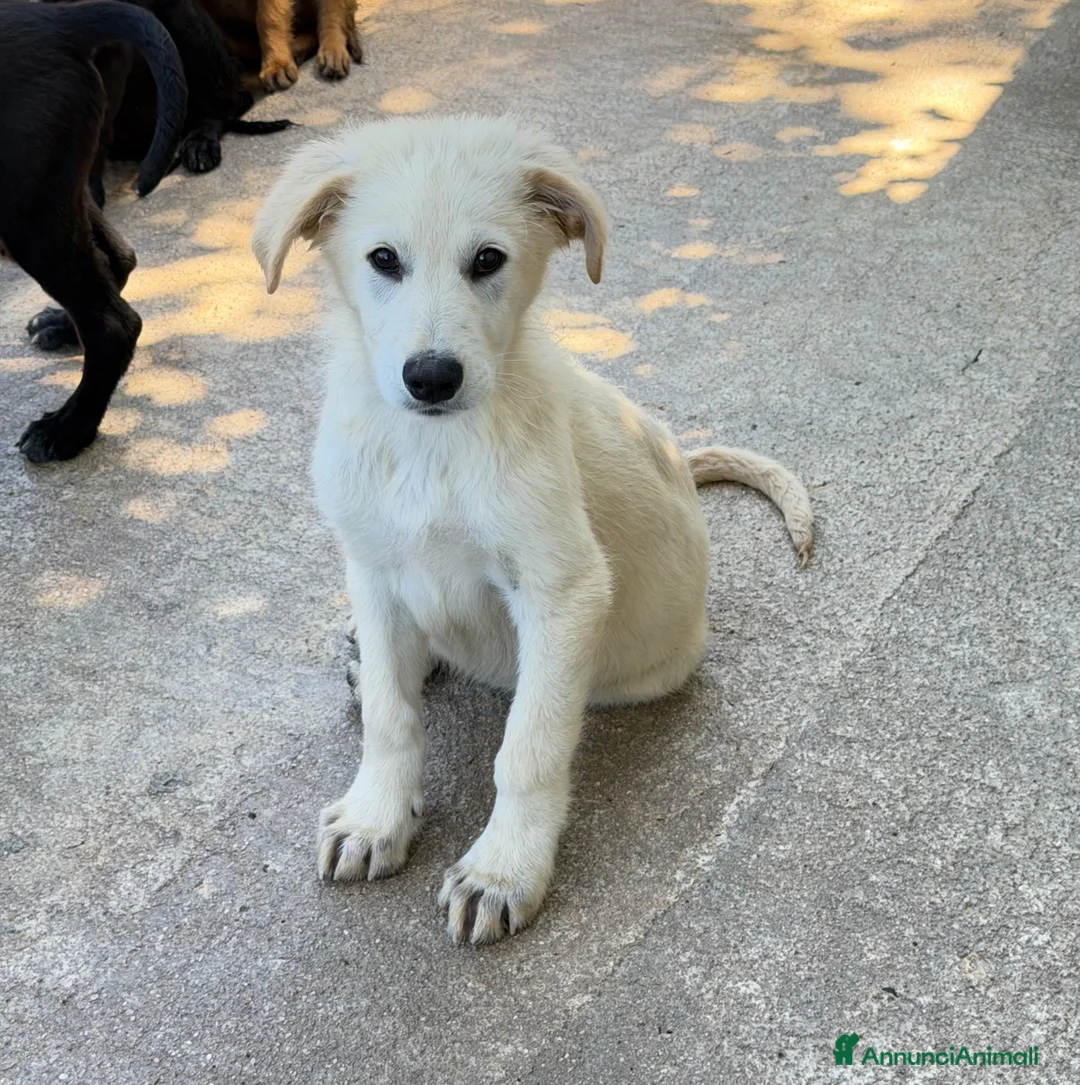 Meticcio cani in regalo: Ginos a Provincia di Verona - Annuncio 1