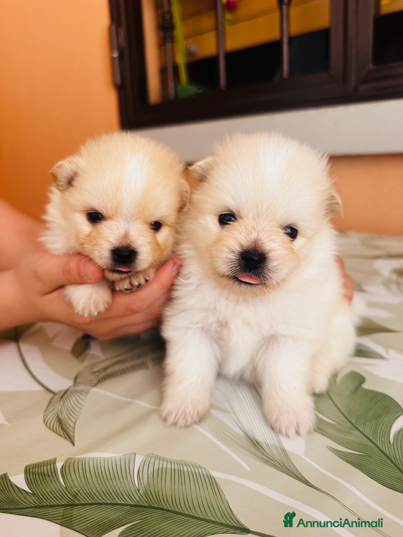 Volpino Pomerania cani Volpino di Pomerania  - Annuncio 1