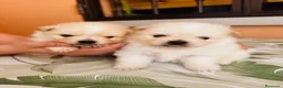 Volpino Pomerania cani in vendita: Volpino di Pomerania  - Annuncio 1