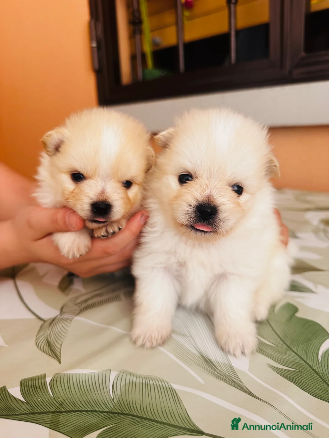 Volpino Pomerania cani in vendita: Volpino di Pomerania  - Annuncio 1