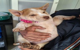 Altre razze cani in regalo: Medusa in adozione - Immagine 4