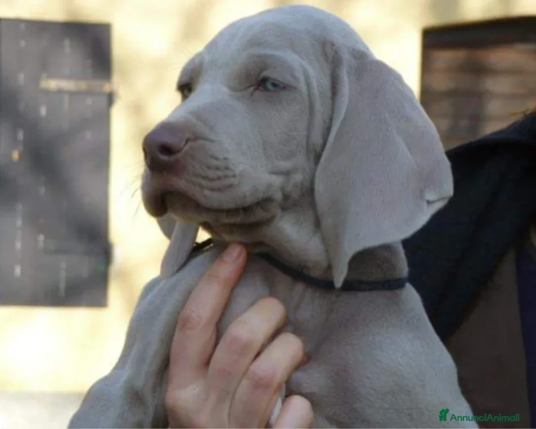 Weimaraner cani in vendita: WEIMARANER SPLENDIDE CUCCIOLE a Città Metropolitana di Torino - Immagine 9