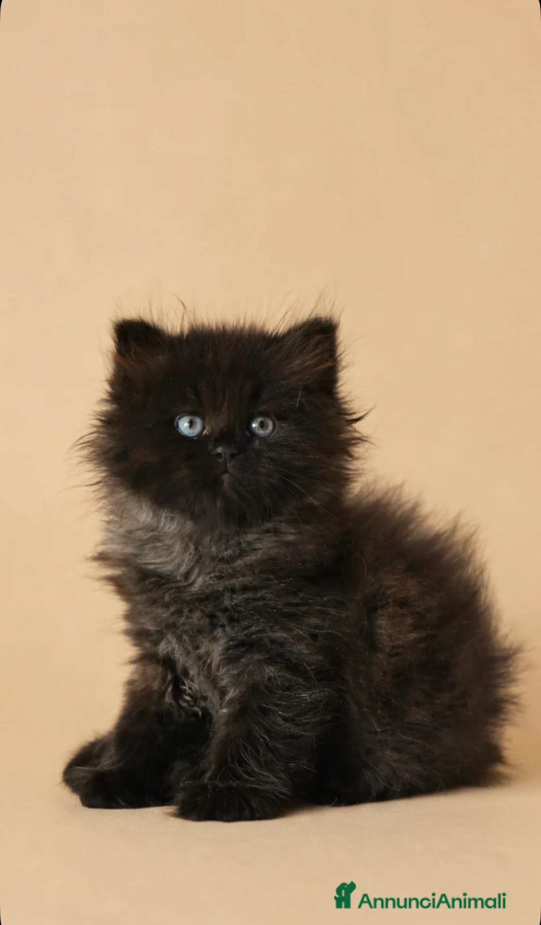 Siberiano gatti in vendita: Cuccioli di gatto Siberiano con pedigree Anfi - Annuncio 2